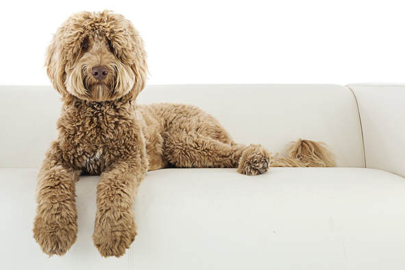 Photo of Labradoodle on couch